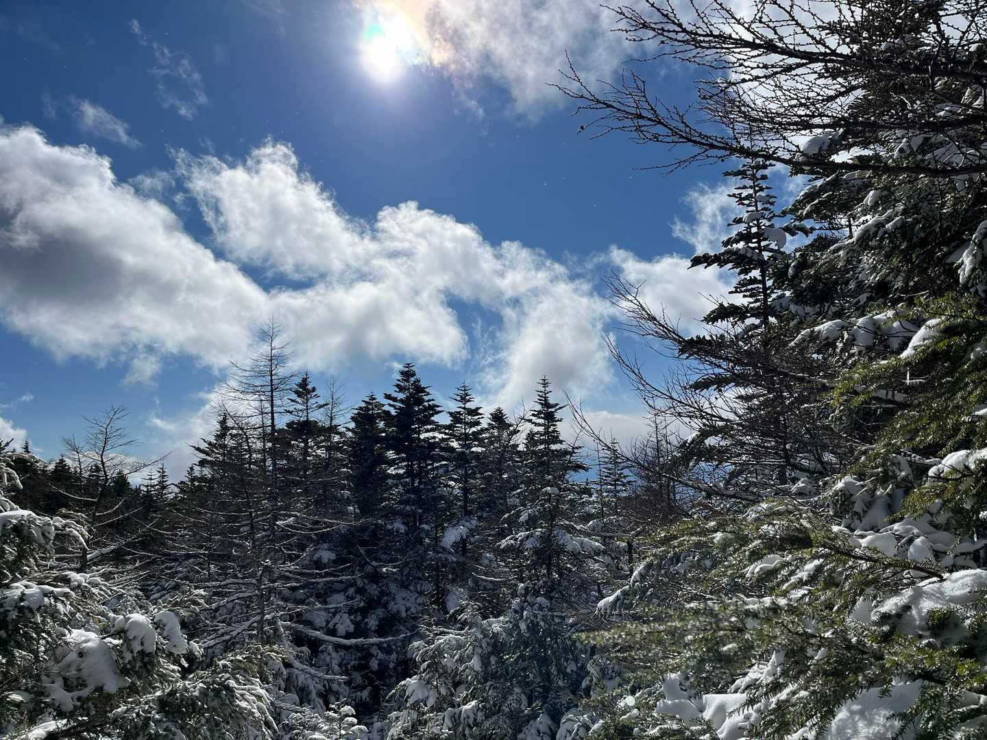 クリスマスツリー🎄にしたいような木🌲がいっぱい♪