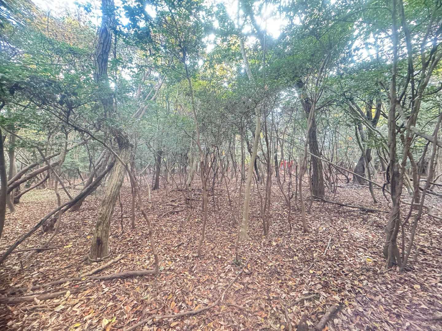 下りてきました。一瞬迷ったけど、
鳥居の見える方に進めば出れました。