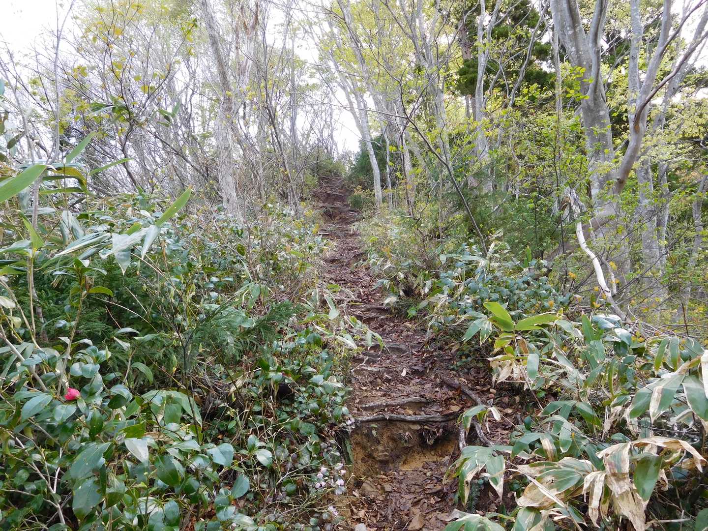 長尾峠-長尾山-奥長尾山-大辻山 往復コースの写真