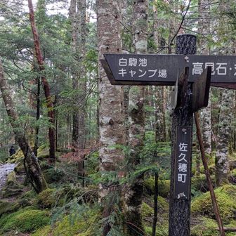 朝通った分岐に戻ってきた！