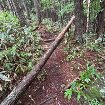 近寄ってみたら、なんとか跨いで通れます