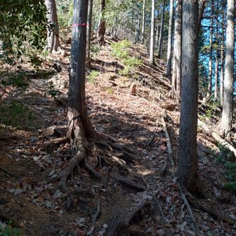 峠から先は道幅狭くなり、急傾斜起伏の尾根道が続く。