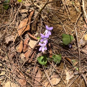 タチツボスミレの仲間