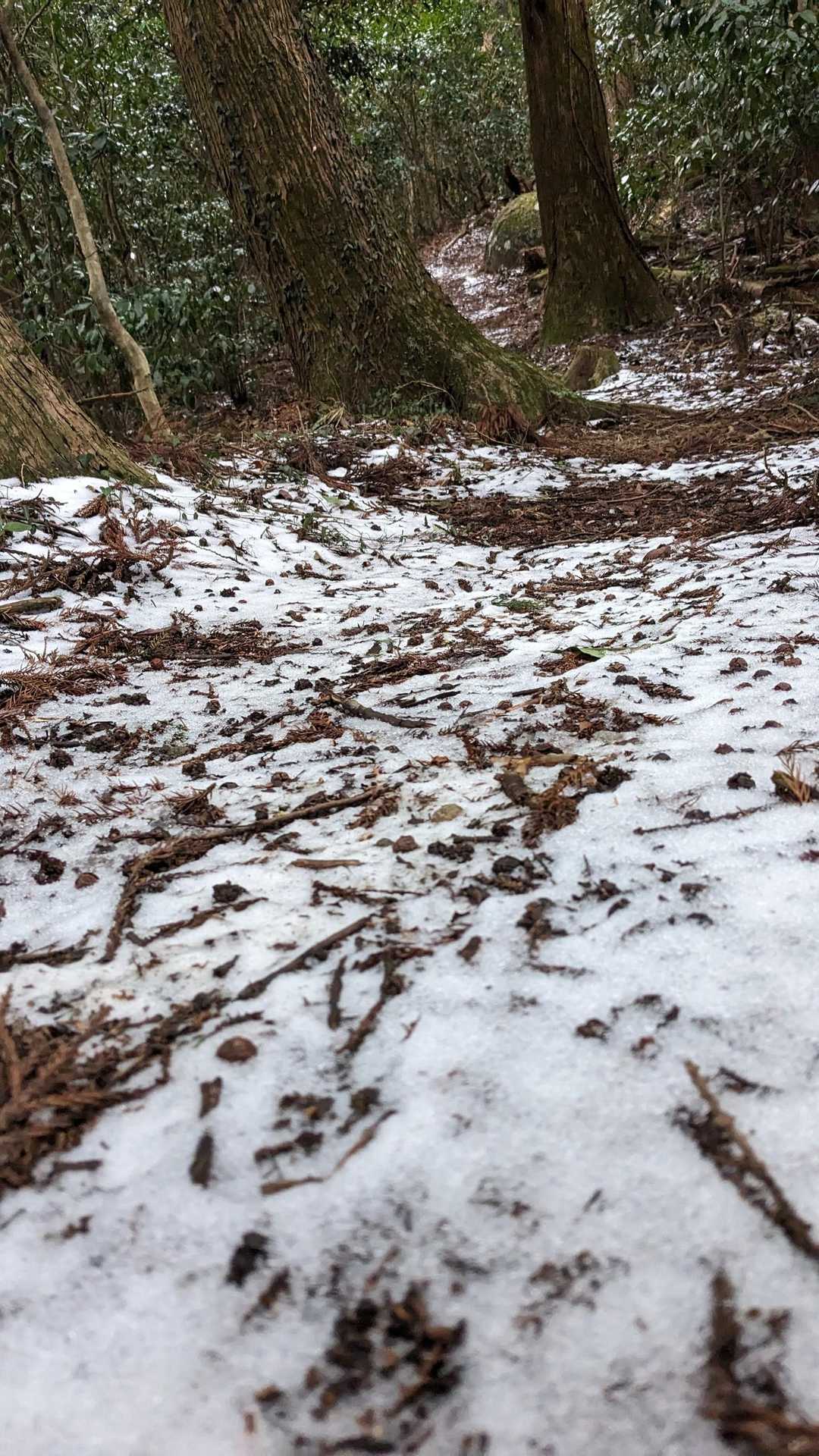 山頂近くには😆