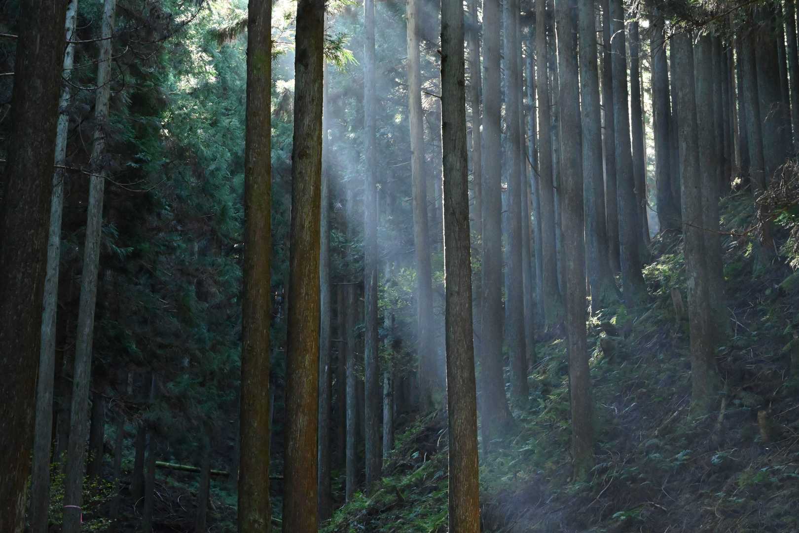笹オトシ-オトシノ峰-小笹ノ峰-加島鉾 往復コースの写真