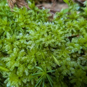 横川では瑞々しい苔や植物が見られました🟢