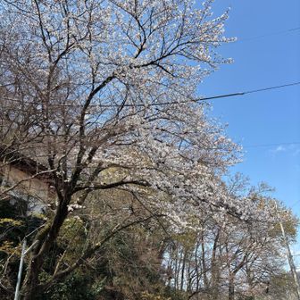 お寺の桜🌸