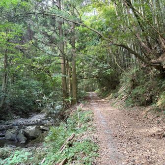 なだらかな林道を登っていきます