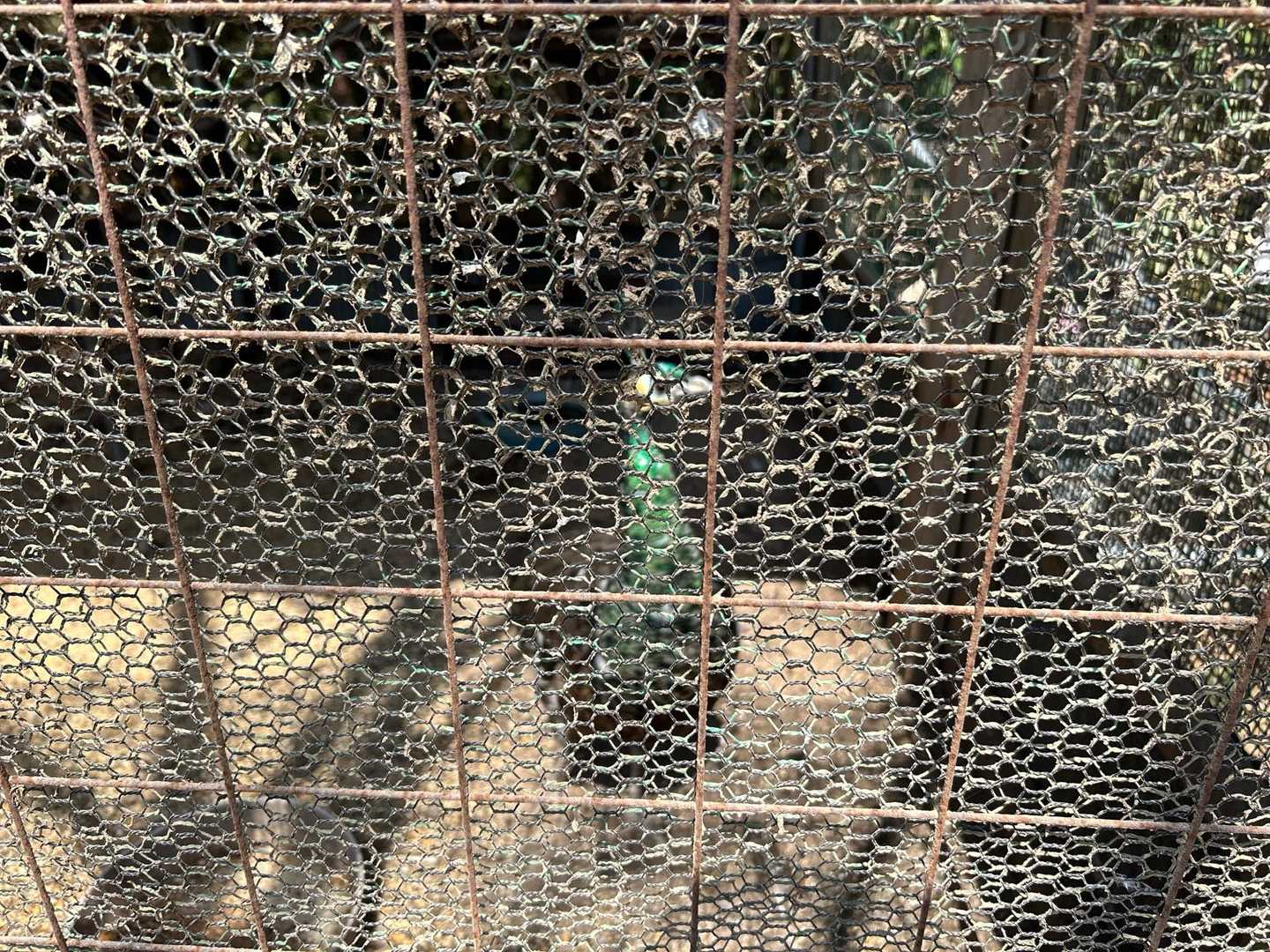 孔雀🦚