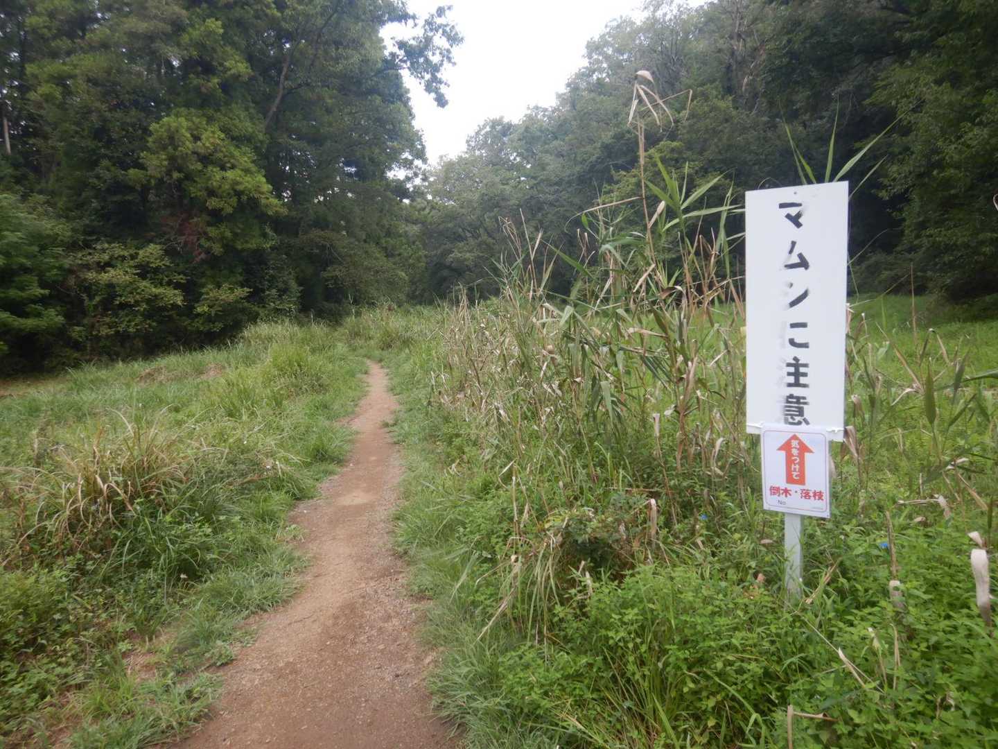天覧山-多峯主山 周回コースの写真
