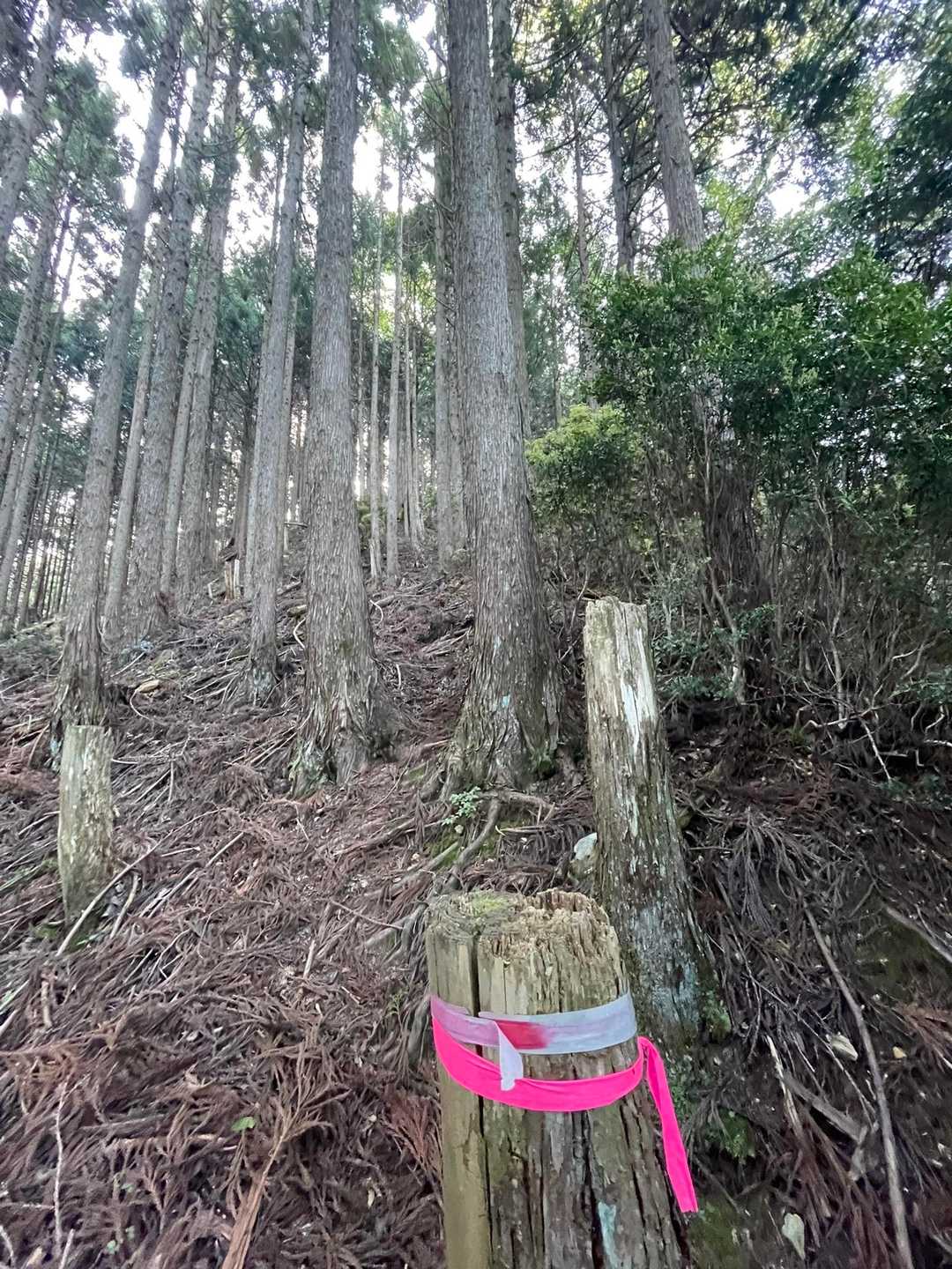急激に登る