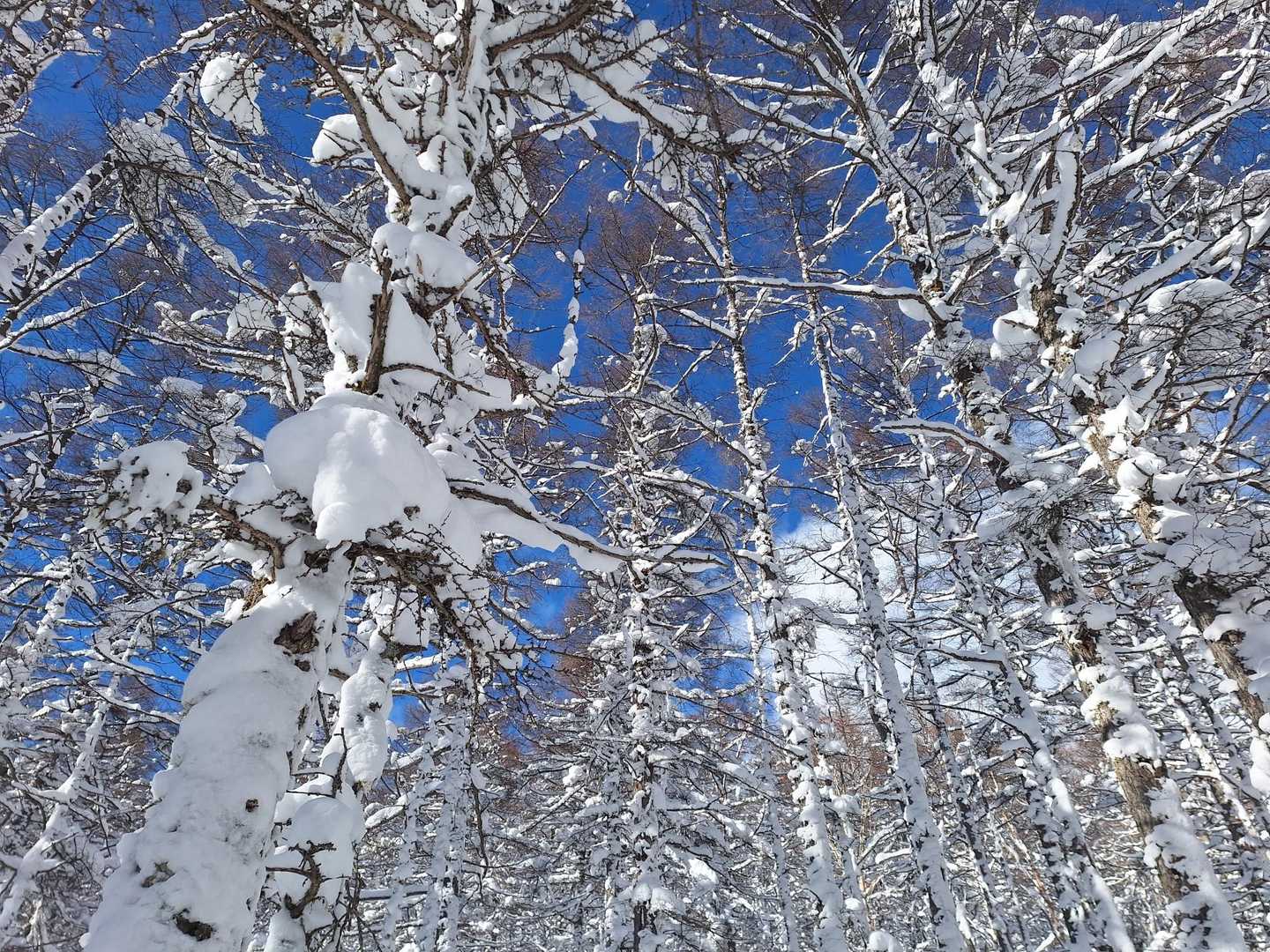 すずらん峠-蓼科山 往復コースの写真
