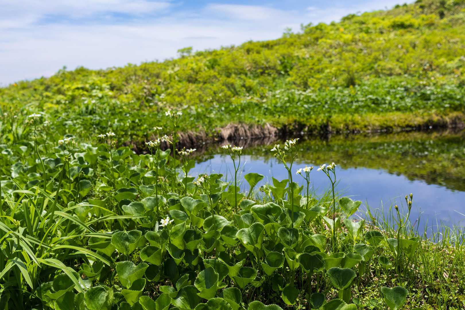 二の池の周りにイワイチョウがいっぱい。
