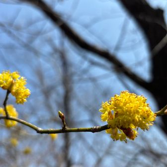 すると、見事なダンコウバイ✨