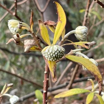 参道にたくさんあった