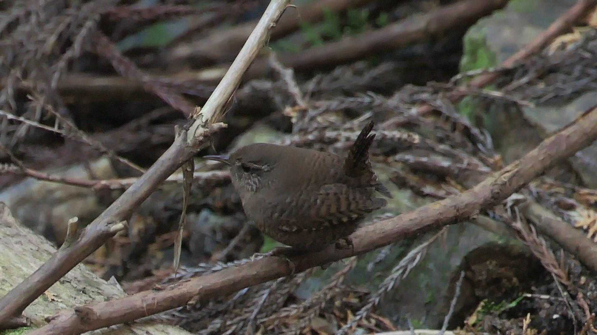 ミソサザイちゃん😊