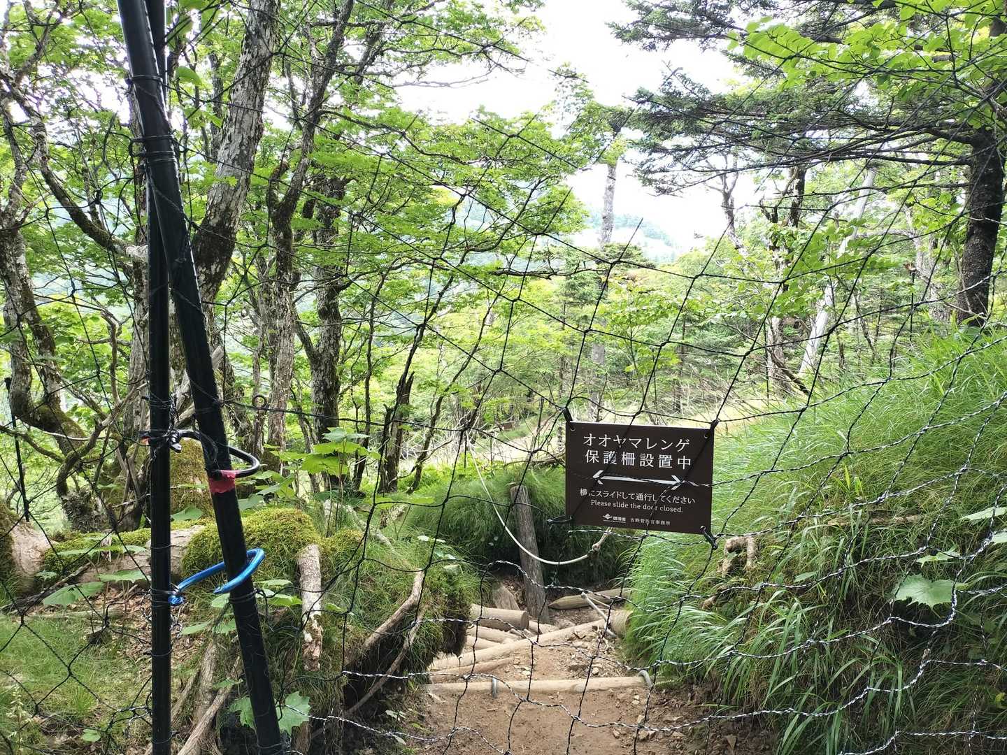 登山道はオオヤマレンゲの群生地なので、柵で保護されている。ゲートを幾つも開けたり閉めたり忙しい😂