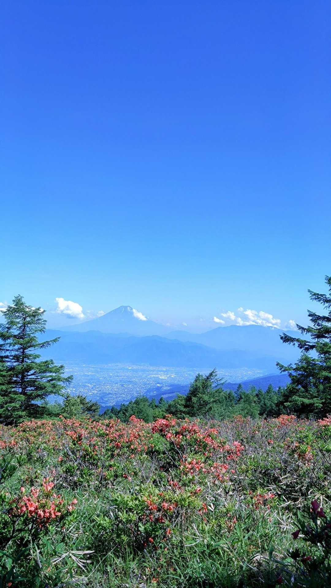 富士山をバックに
一面レンゲツツジ𓂃𓂂ꕤ*.ﾟ🗻