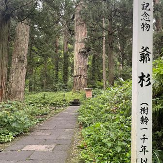 樹齢千年を超えるといわれる爺杉