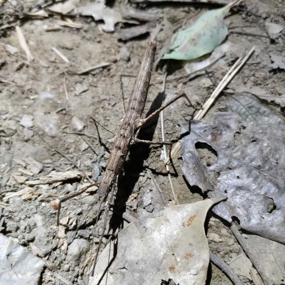許斐山-王丸西登山口 周回コースの写真
