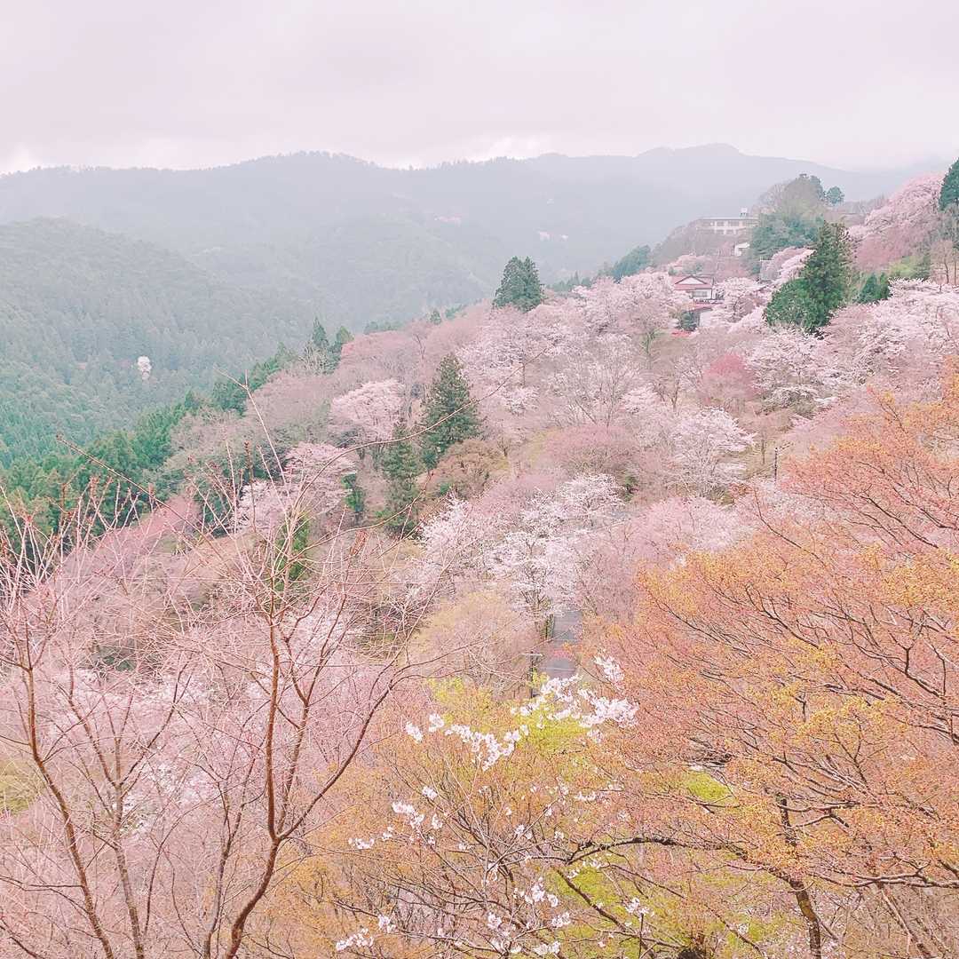 吉水神社-吉野水分神社-金峯神社-青根ヶ峰 縦走コースの写真