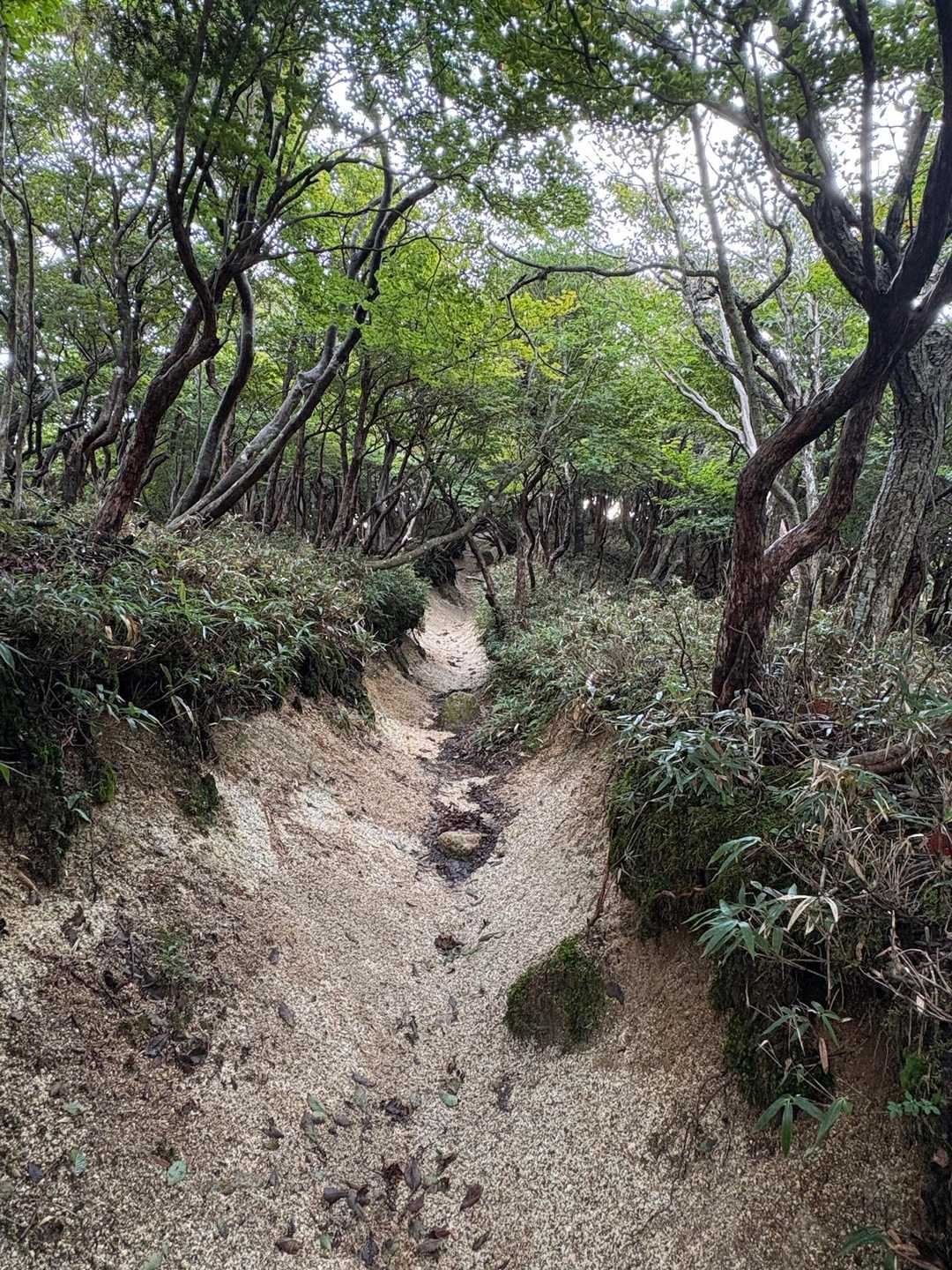 美しい森の中を穏やかに登って行きます。シロヤシオ(ゴヨウツツジ)がめっちゃ多いです！5月頃には真っ白な花に包まれるんでしょうね☆