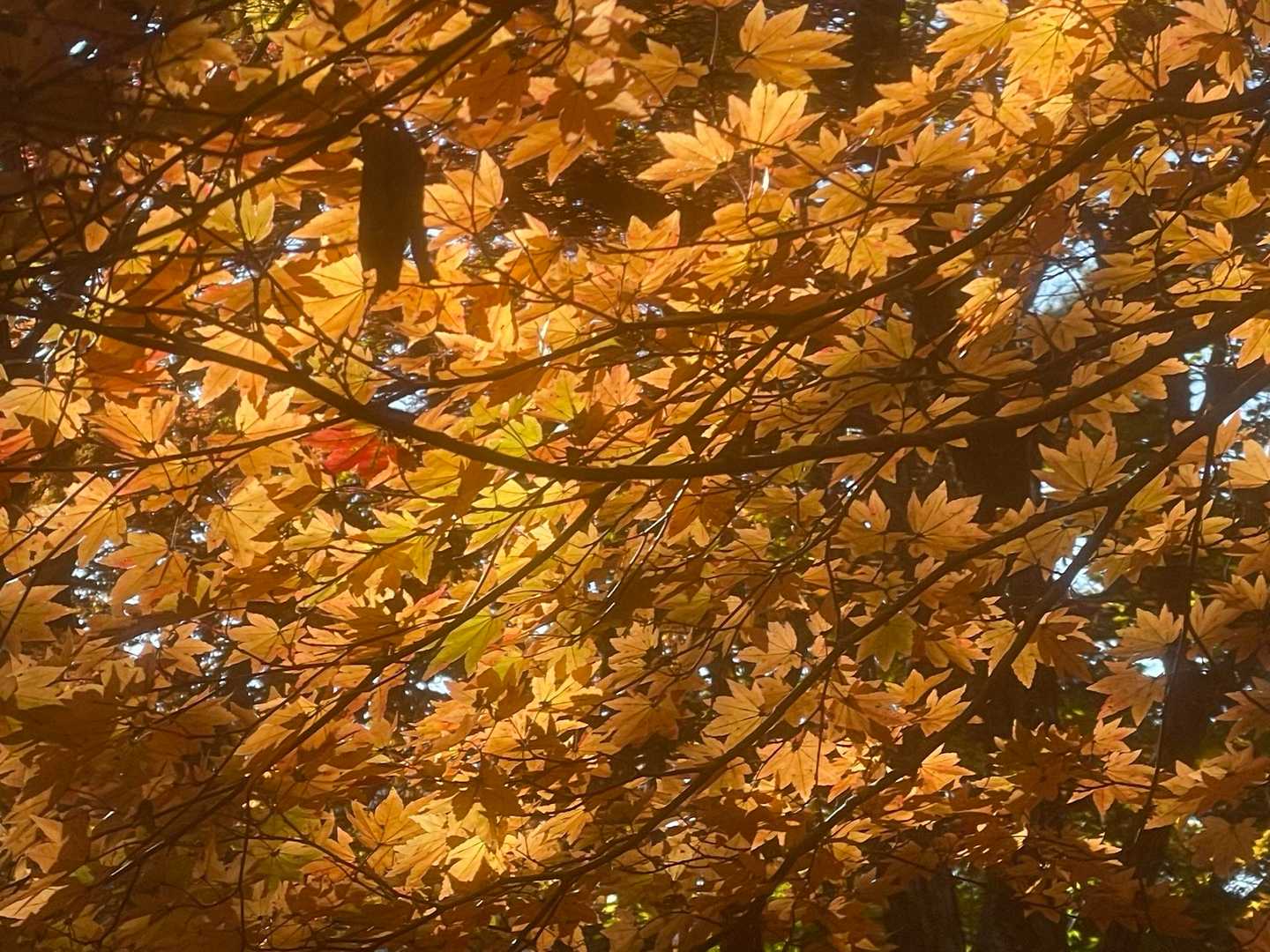 見上げるとこんな素敵な🍁
