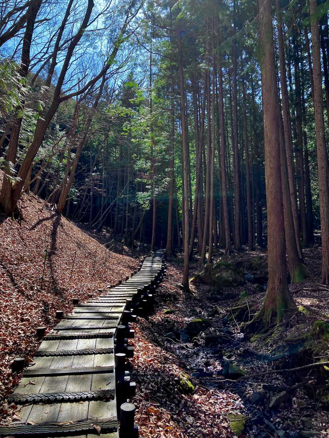 雰囲気の良い木道
