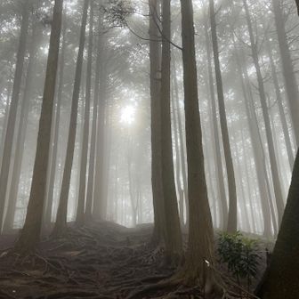 霧の立ちこむ森の奥深く〜♩

この先ずっと蝋人形の館がBGMに