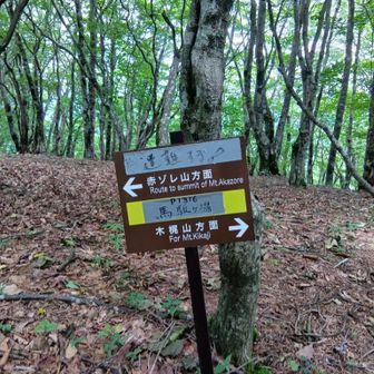 この標識は「馬駈ヶ場p1316」である。

標識の「遭難する！」は、広い場所だからルートが分かりづらく迷いやすいから気をつけての意味だろうと思う。
確かにここは潅木群の中の踏み跡が幾つもあって赤ゾレ山へ向かう道が分かりづらかった。
私は、YAMAPの自分の進行方向がルートと同じ向きになっているかを確かめながら歩いた。
