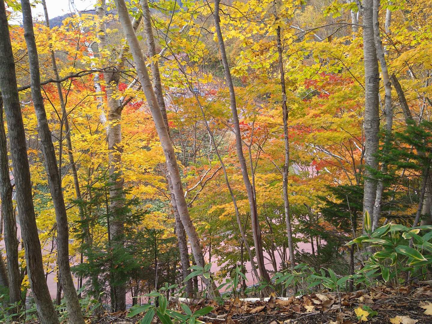 🍁