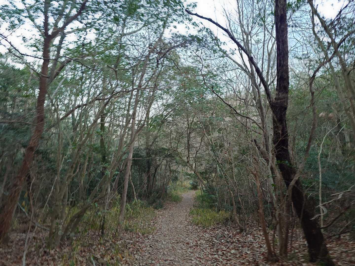 あっと言う間に降りて来ました
低山は良いですね、すぐ帰れるから