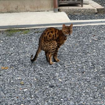 目いっぱい威嚇する