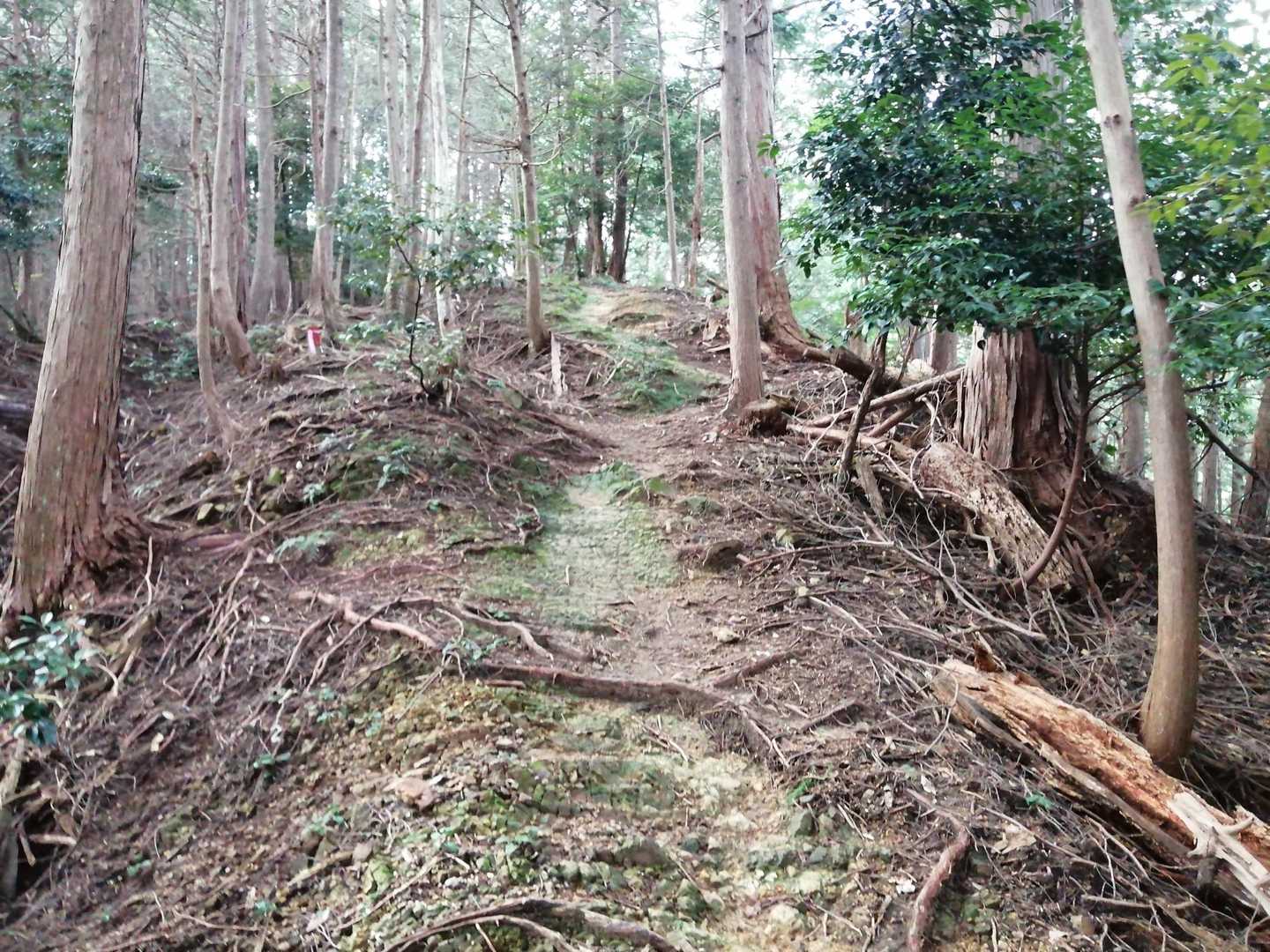 苔と岩が多いから、雨上がりの下りは滑ります