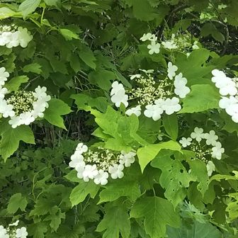 好きな花です