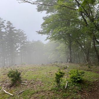 霧が出てきました。