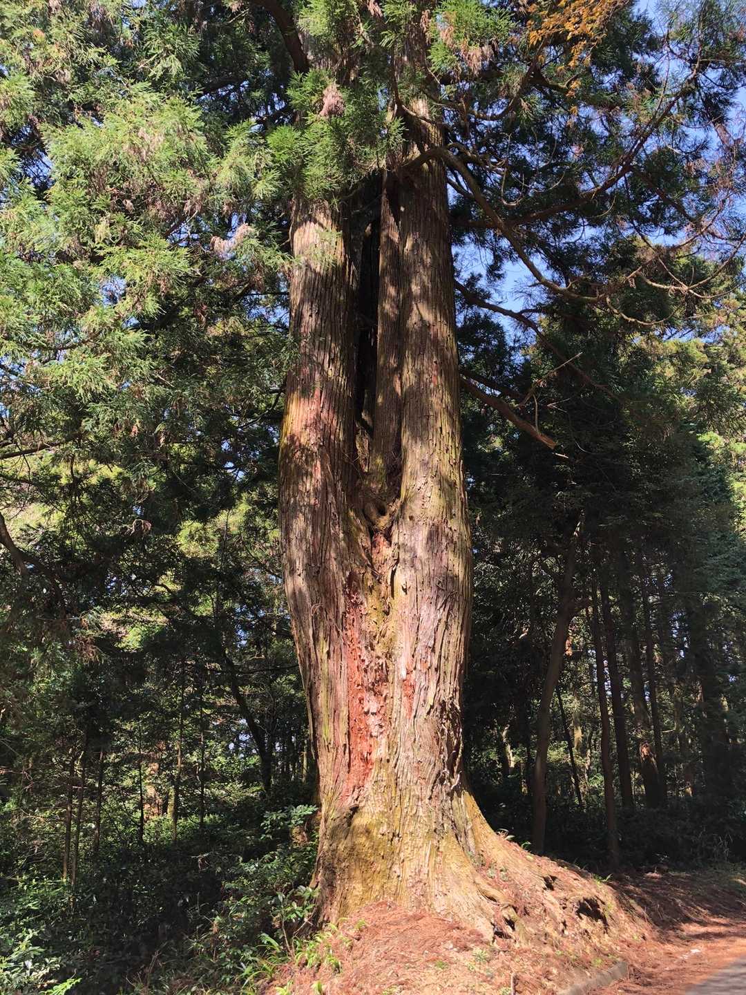 太祖神社-奥の院-若杉山-米ノ山 周回コースの写真
