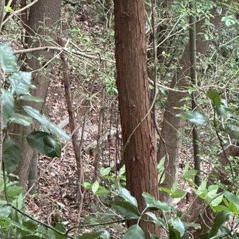 まず、左方向を確かめに行き、下に正規登山道を目視し、逃げ道確保して、右方向へ…🚶🏼‍♀️