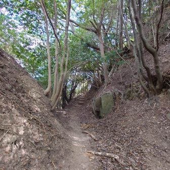 【北側の堀切】
巨大です‼️
高さは10mはありそうです、底部は岩盤を削った場所があり、大きな岩が露出していました。ここに降りるまで
の階段から底を見下ろすと、スゴイ高度感が
あり実際の倍以上に感じでしまいました。
