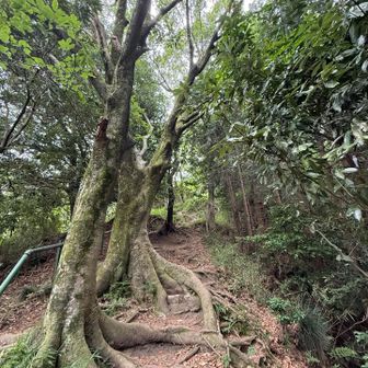 ルート上に大きな木🌲
行って来ますの挨拶をします🤗