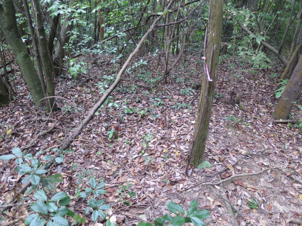 藪漕ぎの末、多分ここがピーク！薬師山。本日最後の5座目！