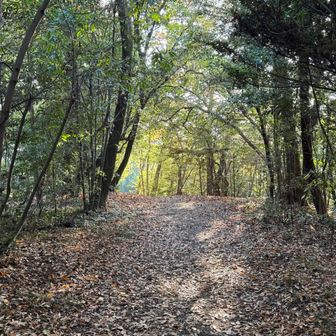 木漏れ日がきもちいい