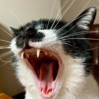 🇹🇭 โอรีโอ Oreo (=^x^=)