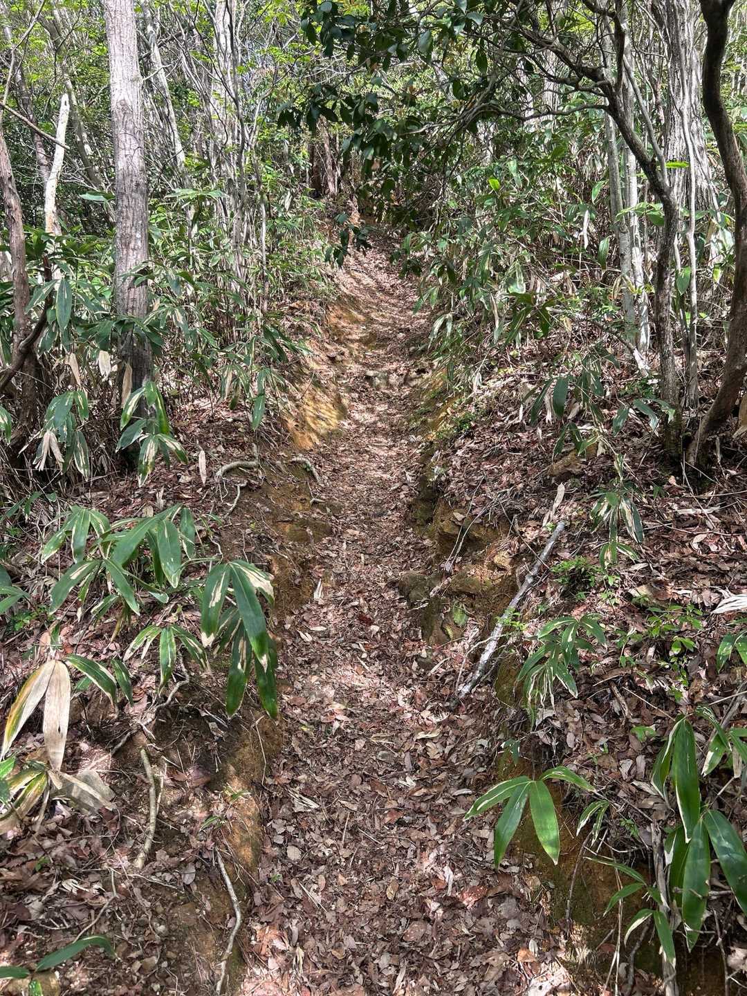 うん。急登。
そしてペース180％と頑張りすぎて、死ぬ。
今回は弟見山に行くのが目的なので鎖はすべてスルー。