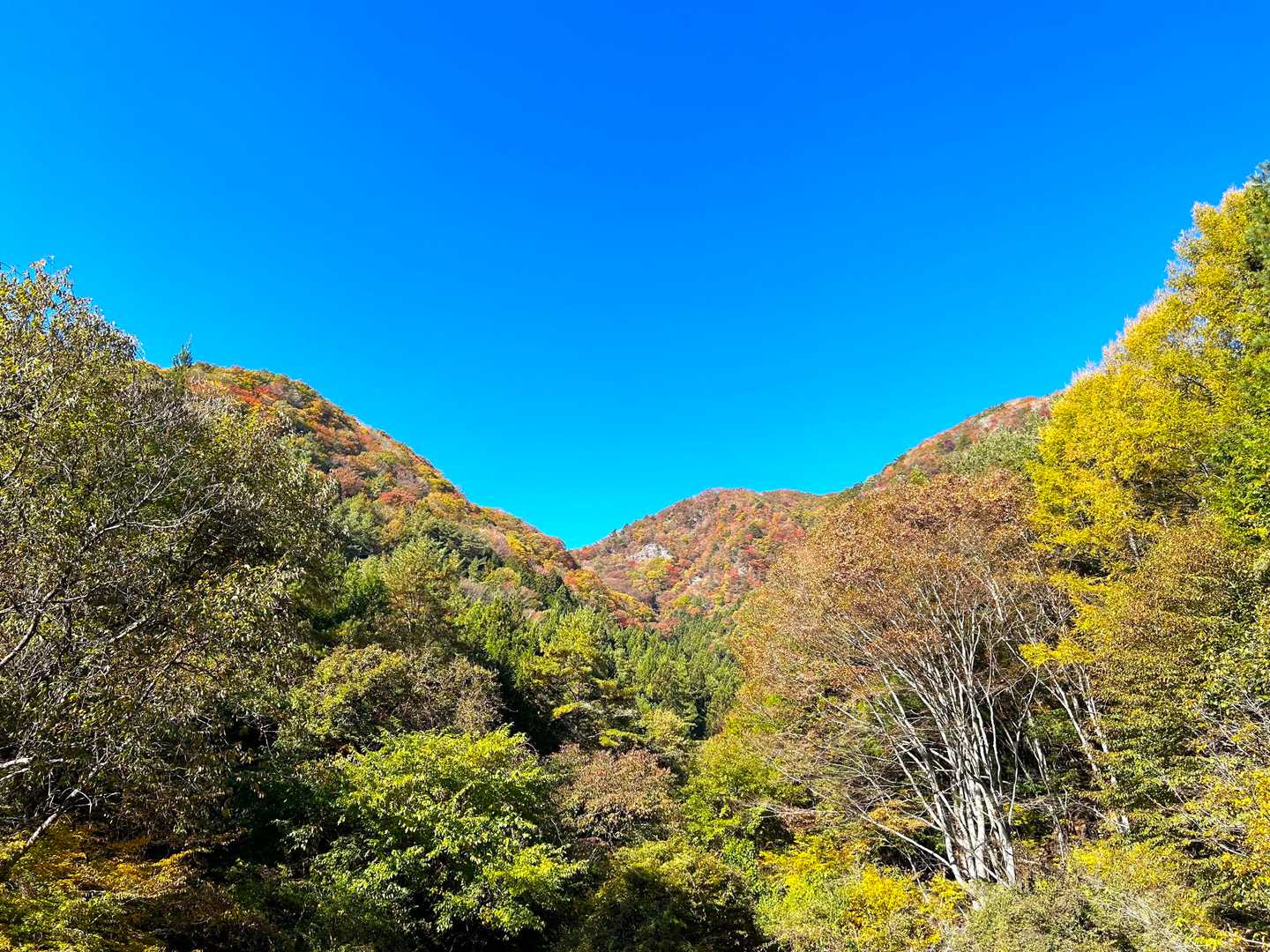 王岳（西湖いやしの里）の写真