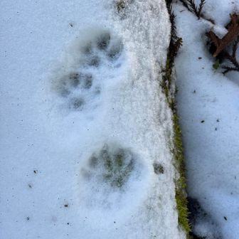 これはキツネ❓タヌキ❓
何だろ〜