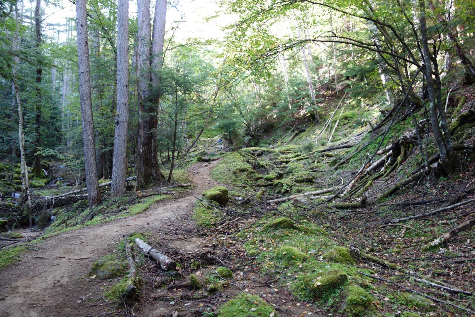 苔むした登山道が気持ち良い