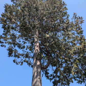 赤ぼっこの象徴、巨大ヒノキ
