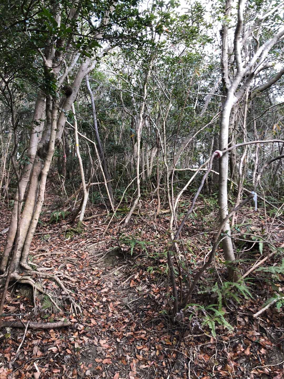 弁財天社-不動山-札立山 往復コースの写真