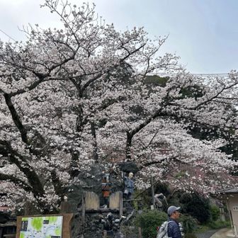 駅前の桜
ゴールです！